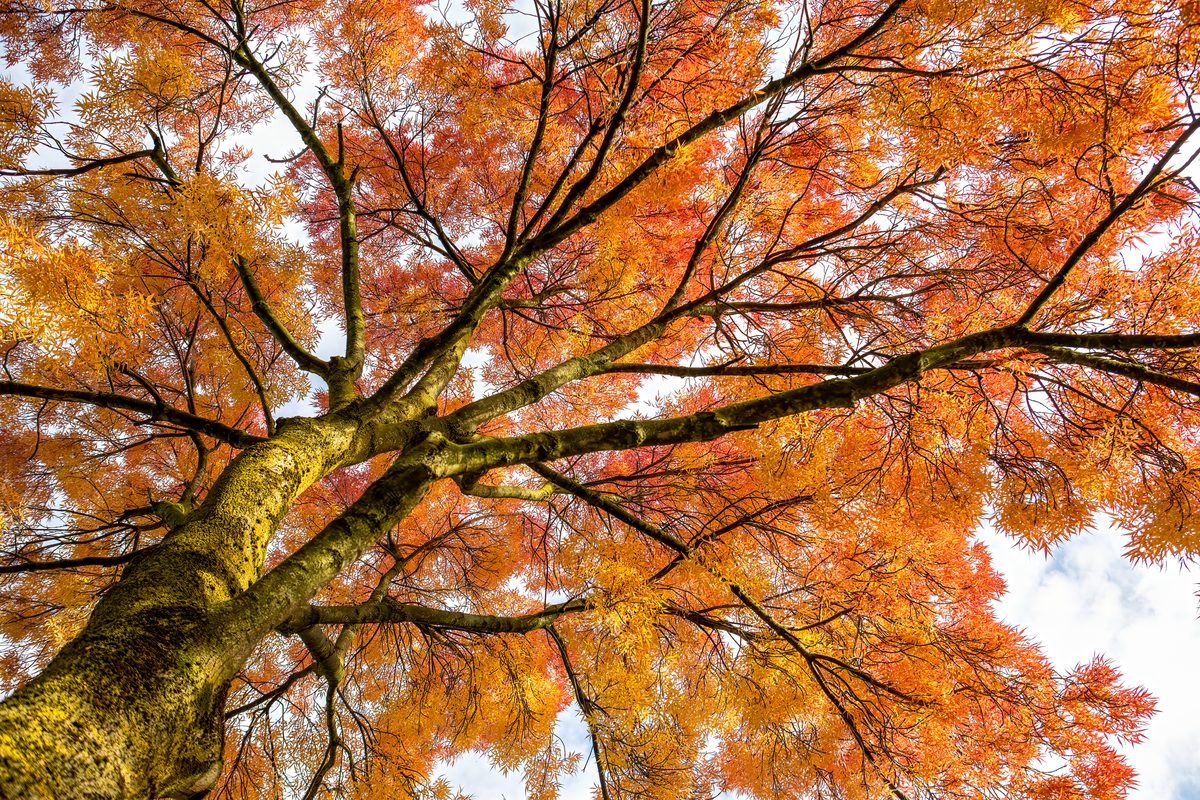 Expect a confusing and unpredictable autumn thanks to summer drought, says National Trust experts