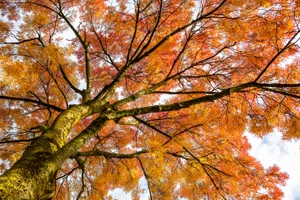 Fall Colors Autumn leaves on a large tree