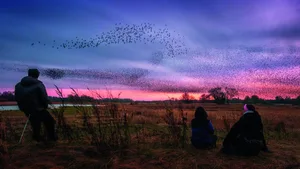 People watching a common starling, Sturnus vulgaris, murmuration at the Ripon City Wetlands in North Yorkshire with estimates of 150,000 starlings, England, UK. Credit: Rebecca Cole/Alamy Live News 2N6WXTD People watching a common starling, Sturnus vulgaris, murmuration at the Ripon City Wetlands in North Yorkshire with estimates of 150,000 starlings, England, UK. Credit: Rebecca Cole/Alamy Live News