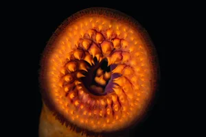 lamphey_1 Sea lamprey (Petromyzon marinus) mouth portrait, Great Lakes Aquarium, Minnesota, USA. Captive.
