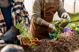 Close-up of coworkers preparing flower pots in a greenhouse Two people in a garden working on plants