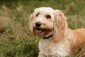 A close up portrait of a cockapoo A cockapoo looking off into the distance