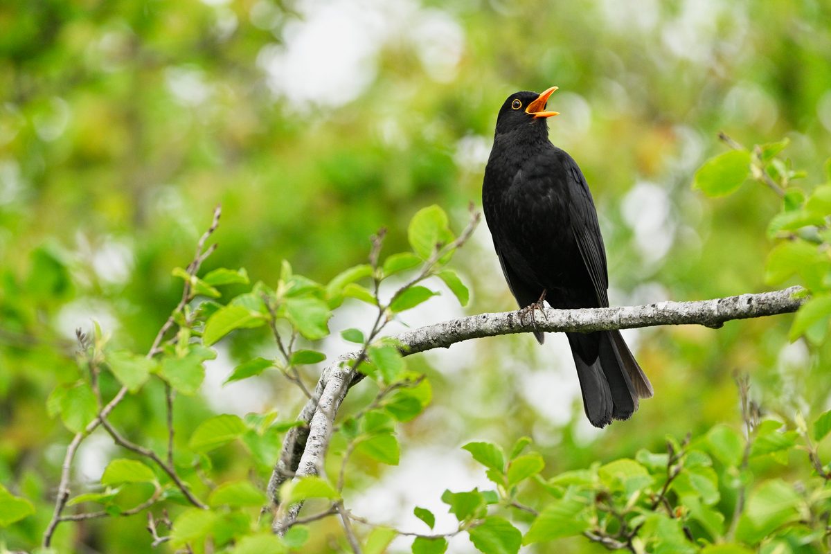 Scientists discover exactly why birdsongs are so pretty – and one bird was found to be the scientifically most appealing
