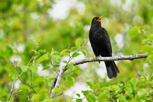 Blackbird (Turdus merula), male singing sitting on a branch, Canton Aargau, Switzerland A blackbird sat on a branch in the trees