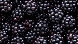 Fresh Blackberries Close-Up Close-up of fresh blackberries filling the frame, showing deep purple-black colour and glossy texture.