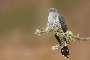 Cuckoo Bird A cuckoo sat on a tree branch
