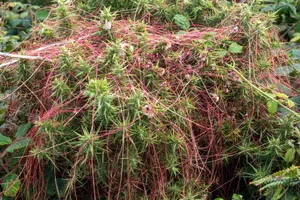 GettyImages-1268273575 (1) Dodder plant in England attached to another plant