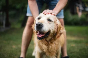 Man stroking his old dog Older dog being stroked by its owner.