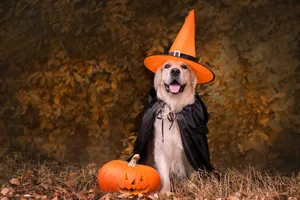 A dog dressed in a witch costume for Halloween. A golden retriever sits in an autumn park with orange pumpkins and a bucket of candy. A dog wearing a witches hat with a pumpkin next to it