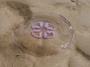 Moon jellyfish washed up on Instow beach, Devon, UK Moon jellyfish washed up on Instow Beach, Devon, UK