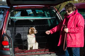 how to keep your dog safe in the car dog in a car