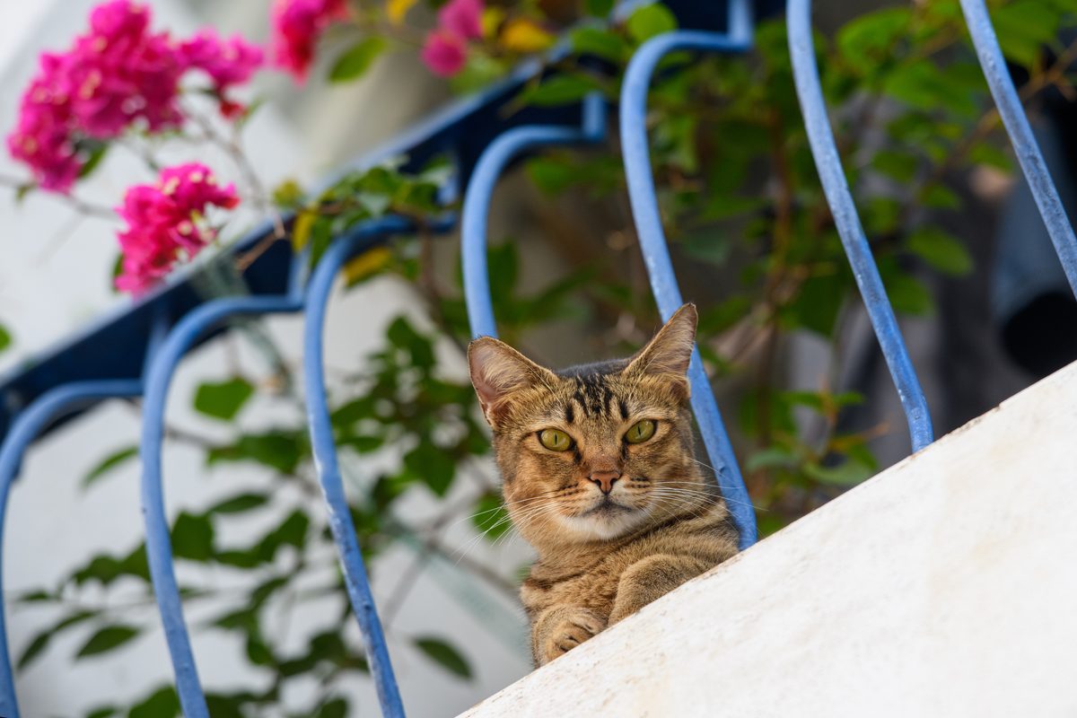 High-rise syndrome: The dangerous behaviour putting your indoor cat at serious risk and how to avoid it