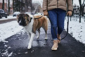A woman walks down the road with a big red dog. A dog looking sad while being walked in the winter time