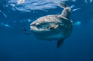 Underwater view of mola mola, ocean sunfish, Magadalena bay, Baja California, Mexico A Sunfish swimming after smaller fishes near the surface of the water