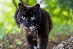 What is your cat thinking What is your cat thinking