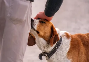Gentle connection between human and dog. A touching moment between a person and a dog, depicting trust and affection. A dog sniffing a person's leg