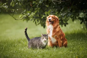 dog-and-cat Dog and cat next to each other.