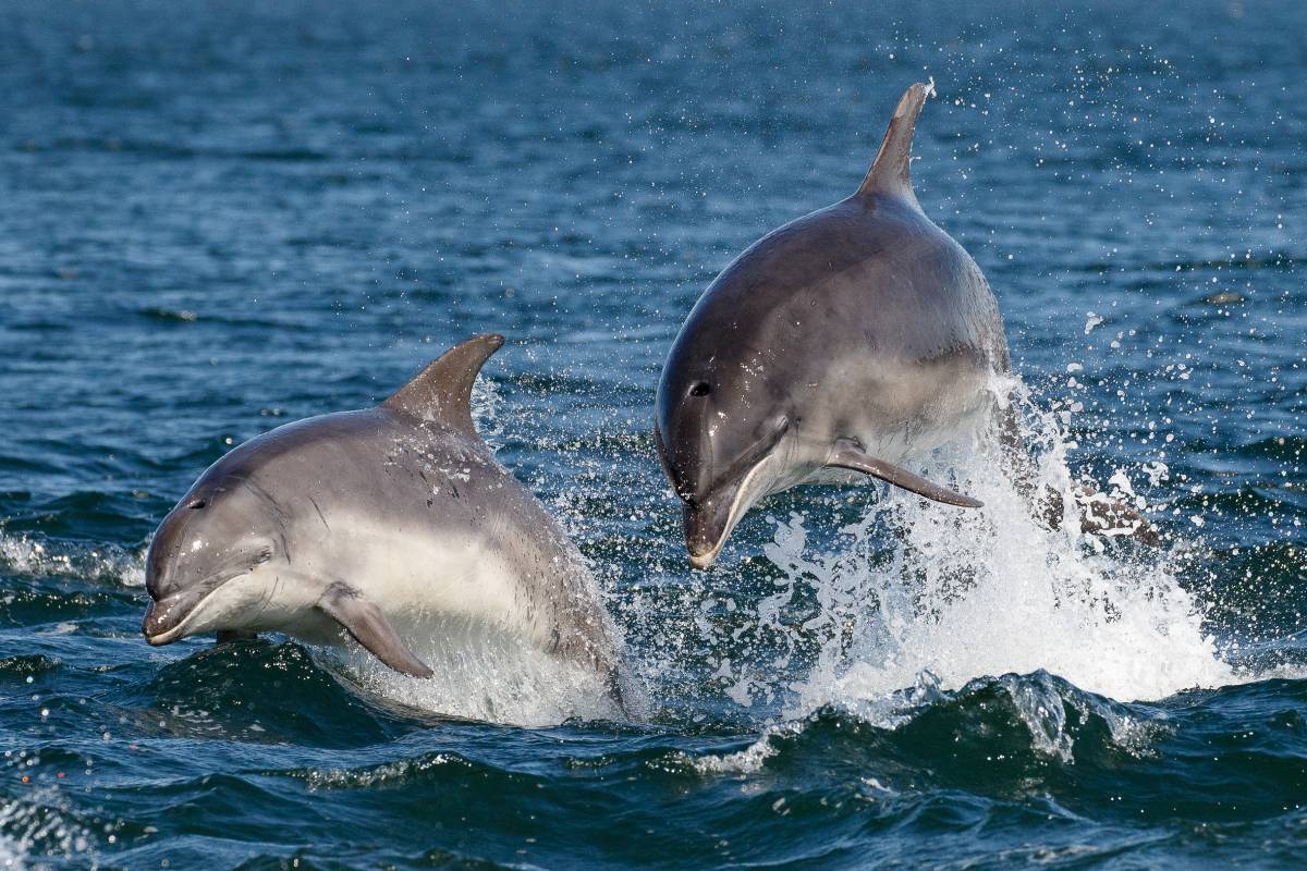 British dolphins might have their own regional accents - and scientists ...