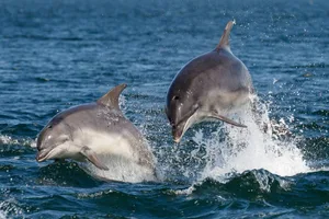 GettyImages-1185734785 (1) Two dolphins swimming in the ocean together