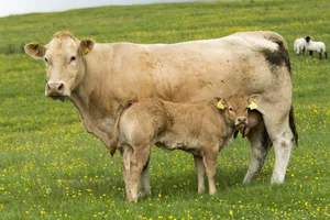 Herd of British Blonde cattle grazing in upland pasture Herd of British Blonde cattle grazing in upland pasture, Cumbria, UK. (Photo by: Farm Images/Universal Images Group via Getty Images)