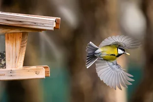 blue tit Blue tit flying away from a bird box