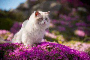 Ragdoll Cat in Pink Flowers A white ragdoll cat sits in a bed of pink flowers.