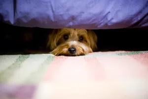 Scared dog Terrier dog hiding under a bed