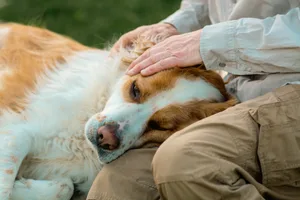 Senior man gently petting his brittany spaniel dog resting on his lap An older dog having its head stoked by an older man