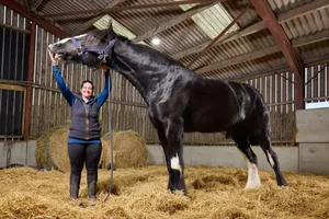 e7825071-8a84-4694-8f10-5ceb2ef40049 (1) Worlds tallest horse with a woman stood underneath