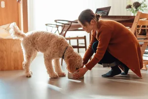 Young Asian woman gently feeding her dog at home A medium-sized dog eating from a bowl put down by its owner