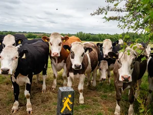 Farming In Ireland. Dairy cows getting in the way of a walking path