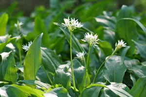 Wild garlic Wild garlic (Allium ursinum), known as ramsons growing in English coppiced woodland glade in rural Kent countryside