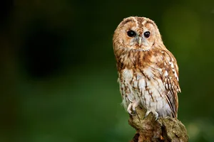 Tawny owl (Strix aluco) A tawny owl sitting on a branch
