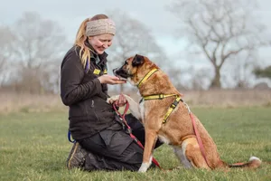 Classic-crossbreed_outdoors_kenilworth_dogstrust (1) A Dogs Trust employee playing with a large dog