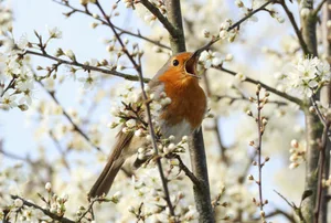 A Robin, Erithacus rubecula, singing perching on a flowering Blackthorn bush in springtime. A robin sat on a branch singing