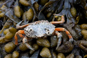 European shore crab / green crab (Carcinus maenas), alien invasive species at low tide on seaweed European shore crab / green crab (Carcinus maenas), at low tide on seaweed