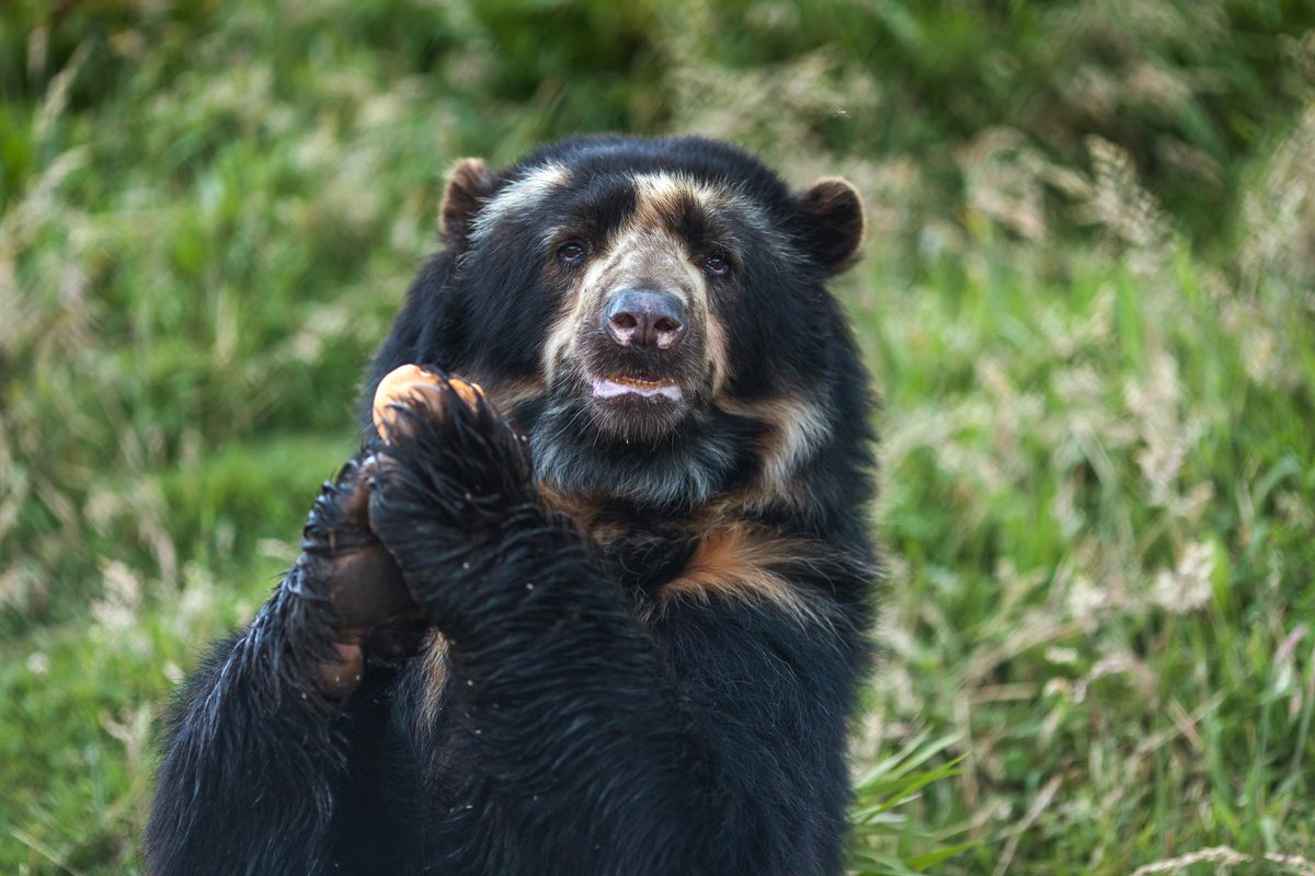 This barbaric animal fighting practice had a much longer history than originally believed, new study shows