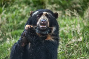 Spectacled Bear A wild bear standing on its hind legs holding food in its paws