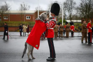 BRITAIN-IRELAND-ST PATRICK’S DAY 3 year-old Irish Wolfhound Seamus, Irish Guards mascot, and his handler Drummer Ashley Dean following the Irish Guards Parade for St Patrick's Day at Mons Barracks in Aldershot, south-west of London, on March 17, 2024. (Photo by HENRY NICHOLLS / AFP) (Photo by HENRY NICHOLLS/AFP via Getty Images)
