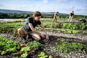 Young organic farmers caring for vegetable garden A young woman working on a farm picking up plants