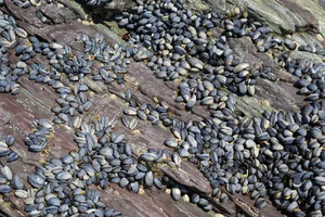 Close-up of mussels on slate rock Freshwater pearl mussels laid out on a large rock