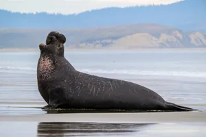 loudest-ocean-animals-northern-elephant-seal Northern elephant seal, Point Resyes NS, Marin County, California