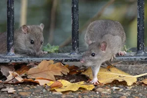 Rats Two rats step over a railing