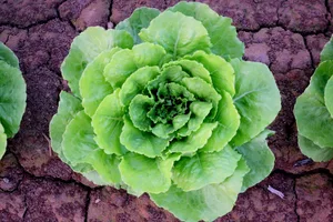 lettuce Lettuce growing in ground.