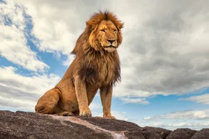lion Male lion standing on a rock.