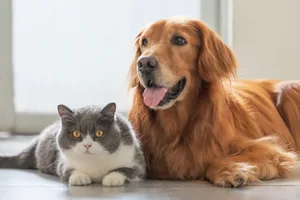 dogs and cats dogs v cats