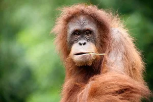 Orangutans An orangutan with something in its mouth