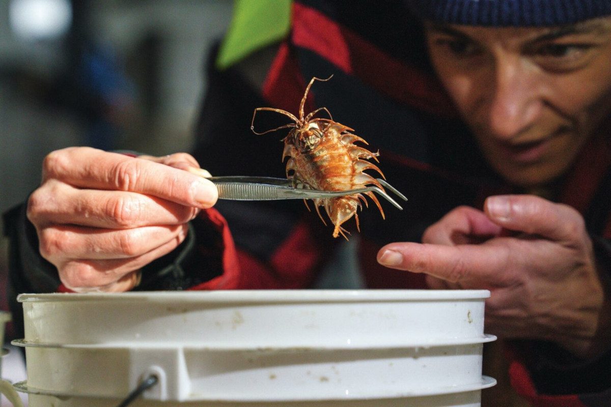 'I expected life. But not this': Experts are uncovering a trove of very strange creatures hiding under Antarctica
