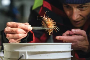 Antarctic-life-isopod A suspected new species of isopod was found in the Bellingshausen Sea after the George VI ice shelf rupture