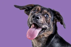 Dog close-up Close-up of dog with tongue out against a purple background.